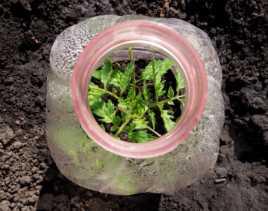 How to Use Walls of Water for Tomato Starts Image